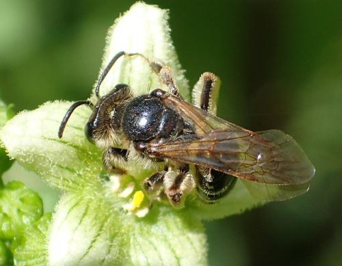 Réf. 197 573 : Andrena (dorsata-propinqua)